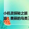 小機靈探秘之旅：美麗的鳥類王國探秘（關于小機靈探秘之旅：美麗的鳥類王國探秘簡介）