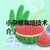 小雜糧栽培技術：糧食類（關于小雜糧栽培技術：糧食類簡介）