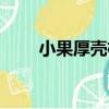 小果厚殼桂（關于小果厚殼桂簡介）