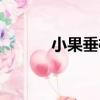 小果垂枝（關于小果垂枝簡介）