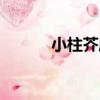 小柱芥屬（關于小柱芥屬簡介）