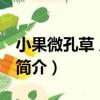 小果微孔草 原變種（關于小果微孔草 原變種簡介）