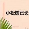 小松樹已長大（關于小松樹已長大簡介）