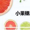 小果穗屬（關于小果穗屬簡介）