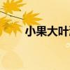 小果大葉漆（關于小果大葉漆簡介）