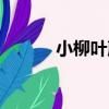 小柳葉蕨（關于小柳葉蕨簡介）