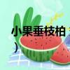 小果垂枝柏 變種（關于小果垂枝柏 變種簡介）