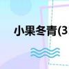小果冬青(31)（關于小果冬青(31)簡介）