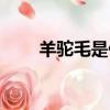 羊駝毛是什么動物（羊駝毛是什么）