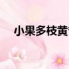 小果多枝黃耆（關于小果多枝黃耆簡介）
