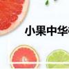 小果中華槭（關于小果中華槭簡介）