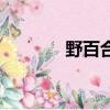 野百合（關于野百合的簡介）