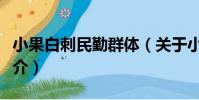 小果白刺民勤群體(關于小果白刺民勤群體簡介)