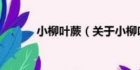 小柳葉蕨(關于小柳葉蕨簡介)
