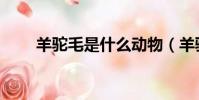 羊駝毛是什么動物(羊駝毛是什么)