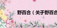 野百合(關于野百合的簡介)