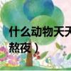 什么動物天天熬夜打三個數字（什么動物天天熬夜）