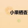 小栗棲香頂（關于小栗棲香頂簡介）