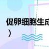 促卵細胞生成素是什么意思（促卵細胞生成素）