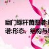幽門螺桿菌圖譜:形態、結構與感染特征（關于幽門螺桿菌圖譜:形態、結構與感染特征介紹）