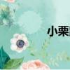 小栗鼠（關于小栗鼠簡介）