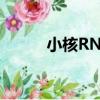 小核RNA（關于小核RNA簡介）