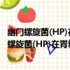 幽門螺旋菌(HP)在胃粘膜上皮細胞上受體的研究（關于幽門螺旋菌(HP)在胃粘膜上皮細胞上受體的研究介紹）