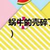 蝸牛的殼碎了怎么辦?（蝸牛殼碎了怎么搶救）