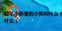 蠟筆小新里的小狗叫什么(蠟筆小新家的狗叫什么)