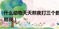 什么動物天天熬夜打三個數字(什么動物天天熬夜)