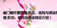 幽門螺桿菌圖譜:形態、結構與感染特征(關于幽門螺桿菌圖譜:形態、結構與感染特征介紹)