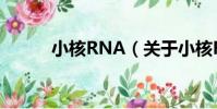 小核RNA(關于小核RNA簡介)