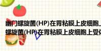 幽門螺旋菌(HP)在胃粘膜上皮細胞上受體的研究(關于幽門螺旋菌(HP)在胃粘膜上皮細胞上受體的研究介紹)