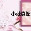 小棘真蛇尾（關于小棘真蛇尾簡介）
