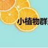 小植物群落（關于小植物群落簡介）