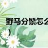 野馬分鬃怎么讀（關于野馬分鬃怎么讀的簡介）