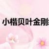 小楷貝葉金剛經（關于小楷貝葉金剛經簡介）