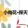 小梅花·探天窟（關于小梅花·探天窟簡介）
