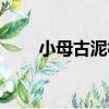 小母古泥村（關于小母古泥村簡介）
