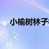 小榆樹林子村（關于小榆樹林子村簡介）