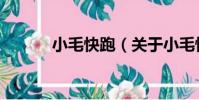 小毛快跑(關于小毛快跑簡介)