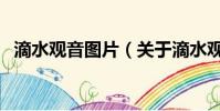 滴水觀音圖片(關于滴水觀音圖片的簡介)