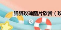 胭脂玫瑰圖片欣賞(玫瑰胭脂水)