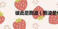 彼此是胞波(胞波是什么意思)