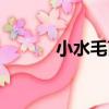 小水毛茛（關于小水毛茛簡介）