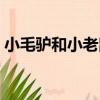 小毛驢和小老鼠（關于小毛驢和小老鼠簡介）