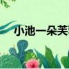 小池一朵芙蓉（關于小池一朵芙蓉簡介）