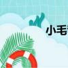 小毛青（關于小毛青簡介）