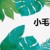 小毛蓼（關于小毛蓼簡介）