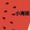 小海豬魚（關于小海豬魚簡介）